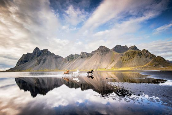 laender. Drei Pferde galoppieren durch seichtes Wasser vor einem Gebirgsmassiv. Island