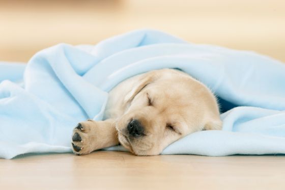 Labrador Retriever. Ein Welpeschlaeft in einer hellblauen Decke