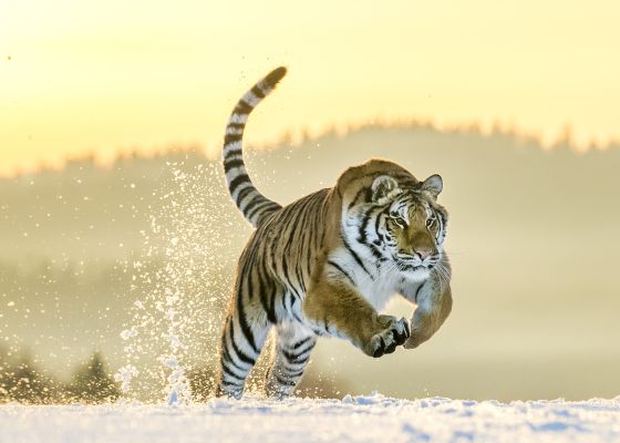 Sibirischer Tiger (Panthera tigris altaica) rennt auf Schnee
